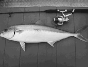 Kingfish are prime targets this month as the water gets warmer and the bait schools enter Broken Bay.